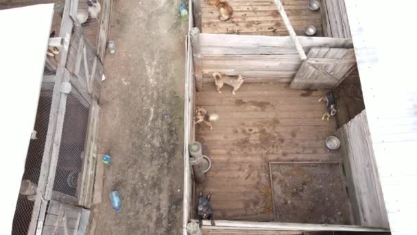 Honden in het asiel. Luchtfoto slow motion — Stockvideo