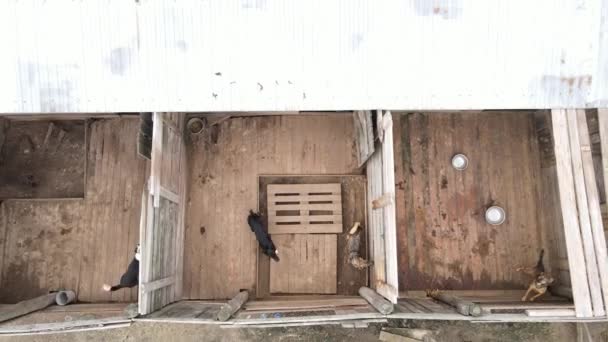 Perros en el refugio. Vista aérea en cámara lenta — Vídeos de Stock