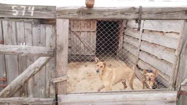 Hunde im Tierheim. Zeitlupe aus der Luft — Stockvideo
