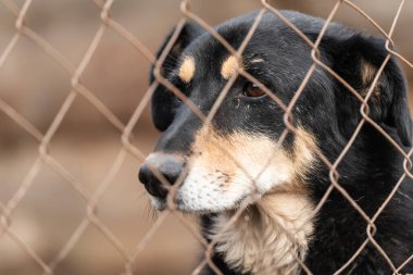 Köpek barınağında evsiz bir köpek.