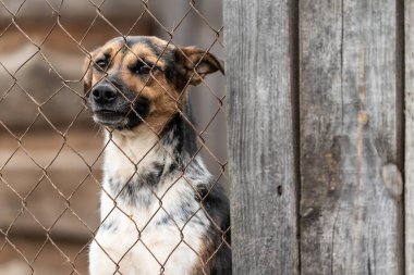 Köpek barınağında evsiz bir köpek.