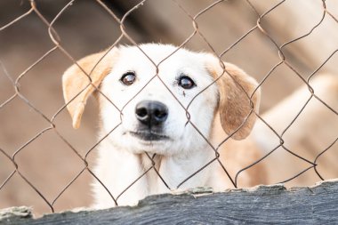 Köpek barınağında evsiz bir köpek.