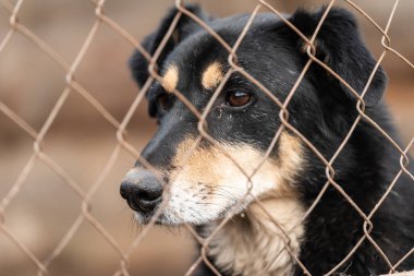 Köpek barınağında evsiz bir köpek.