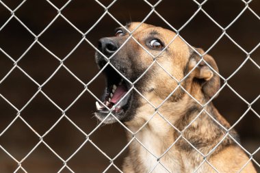 Köpek barınağında evsiz bir köpek.