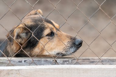 Köpek barınağında evsiz bir köpek.