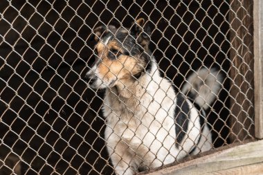Köpek barınağında evsiz bir köpek.