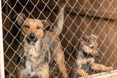 Köpek barınağında evsiz bir köpek.