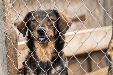 Köpek barınağında evsiz bir köpek.