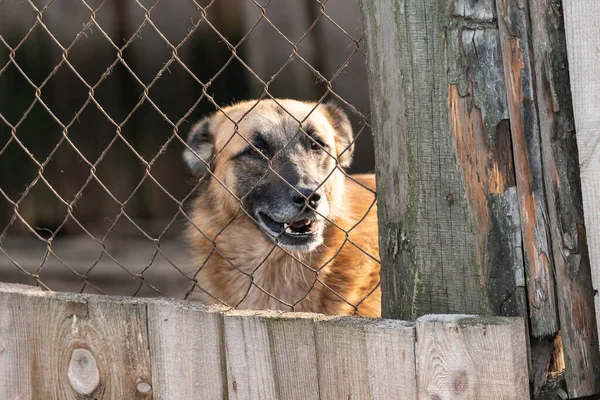 Perro sin hogar en un refugio para perros — Foto de Stock