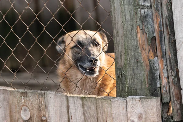 stock image Homeless dog in a shelter for dogs