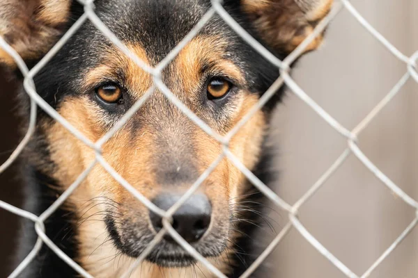 Köpek barınağında evsiz bir köpek. — Stok fotoğraf