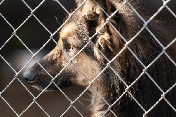 Perro sin hogar en un refugio para perros — Foto de Stock