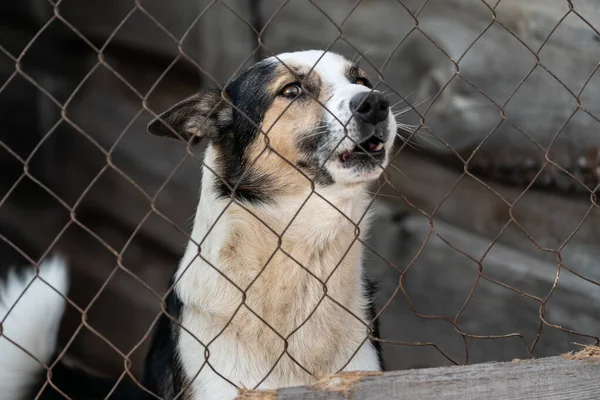 Άστεγο σκυλί σε ένα καταφύγιο για σκύλους — Φωτογραφία Αρχείου