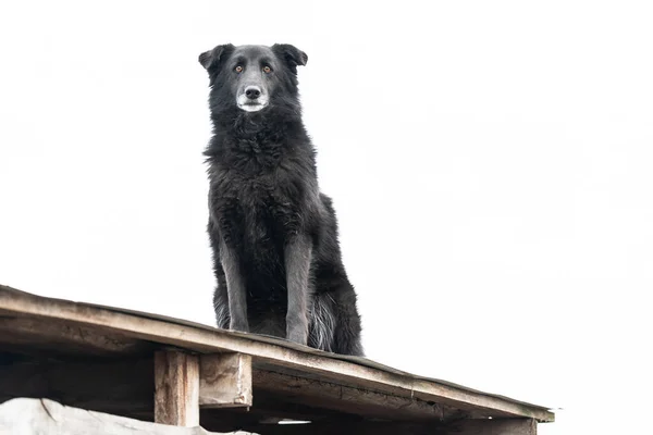 Dakloze hond in een asiel voor honden — Stockfoto