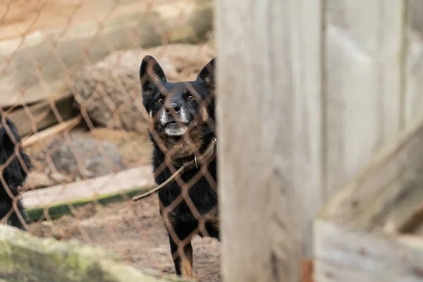 Perro sin hogar en un refugio para perros — Foto de Stock