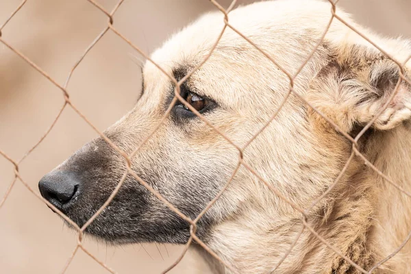 Cão sem-teto em um abrigo para cães — Fotografia de Stock