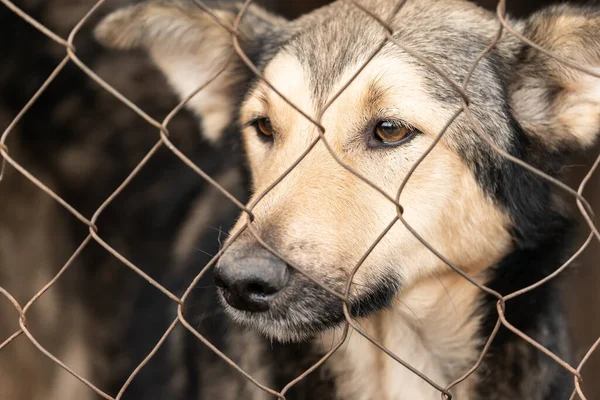 Köpek barınağında evsiz bir köpek. — Stok fotoğraf