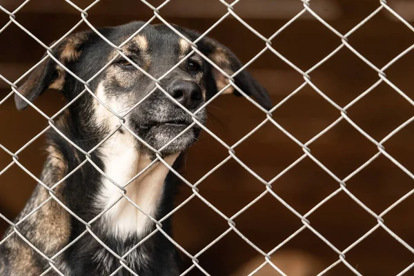 Homeless dog in a shelter for dogs — Stock Photo, Image