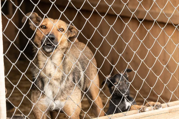 Cão sem-teto em um abrigo para cães — Fotografia de Stock