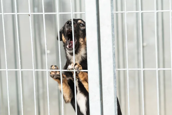 Obdachloser Hund im Tierheim — Stockfoto