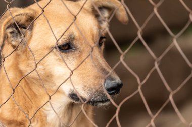 Köpek barınağında evsiz bir köpek.