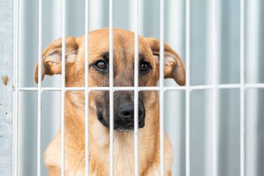 Köpek barınağında evsiz bir köpek.
