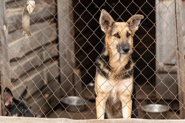 Köpek barınağında evsiz bir köpek.
