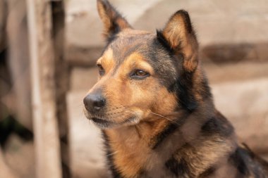 Köpek barınağında evsiz bir köpek.