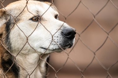 Köpek barınağında evsiz bir köpek.