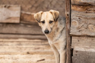 Köpek barınağında evsiz bir köpek.