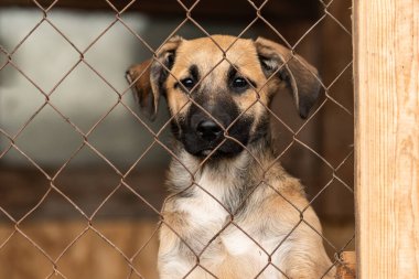 Köpek barınağında evsiz bir köpek.