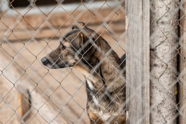 Köpek barınağında evsiz bir köpek.
