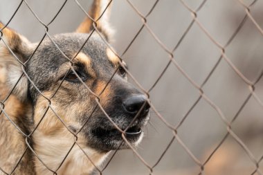 Köpek barınağında evsiz bir köpek.