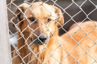 Köpek barınağında evsiz bir köpek.