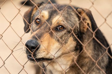 Köpek barınağında evsiz bir köpek.