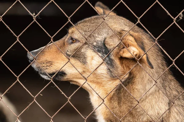 Perro sin hogar en un refugio para perros — Foto de Stock