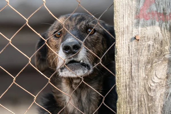 Cão sem-teto em um abrigo para cães — Fotografia de Stock