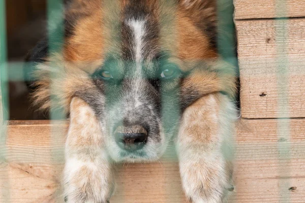 Perro sin hogar en un refugio para perros — Foto de Stock