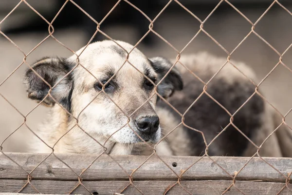 Perro sin hogar en un refugio para perros — Foto de Stock