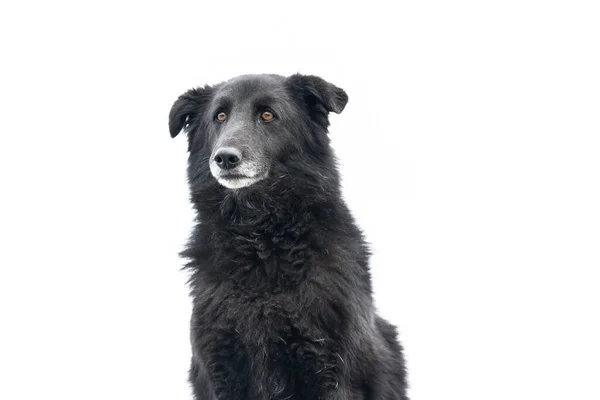 Cão sem-teto em um abrigo para cães — Fotografia de Stock