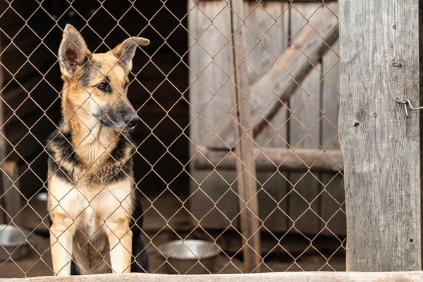 Perro sin hogar en un refugio para perros — Foto de Stock