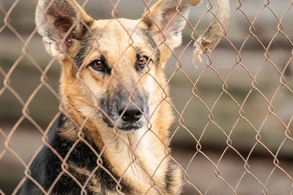 Cão sem-teto em um abrigo para cães — Fotografia de Stock