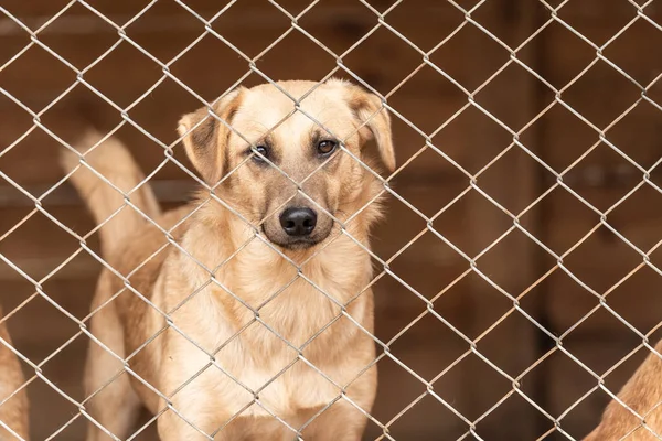 Köpek barınağında evsiz bir köpek.