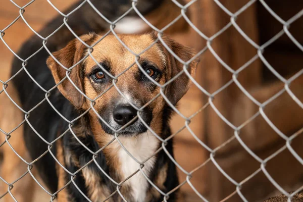 Köpek barınağında evsiz bir köpek. — Stok fotoğraf