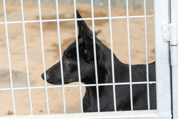 Dakloze hond in een asiel voor honden — Stockfoto