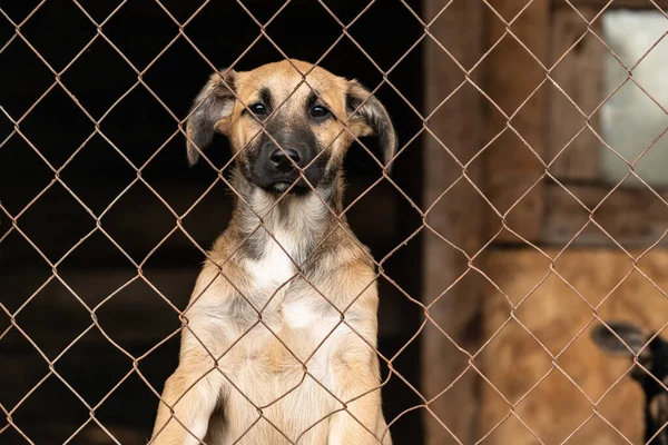 Köpek barınağında evsiz bir köpek. — Stok fotoğraf