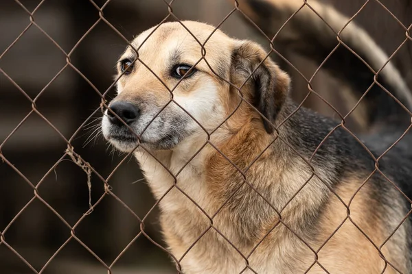 Cão sem-teto em um abrigo para cães — Fotografia de Stock