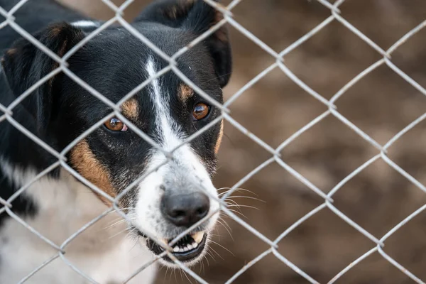 Köpek barınağında evsiz bir köpek.