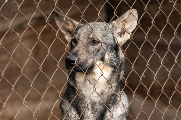 Cão sem-teto em um abrigo para cães — Fotografia de Stock