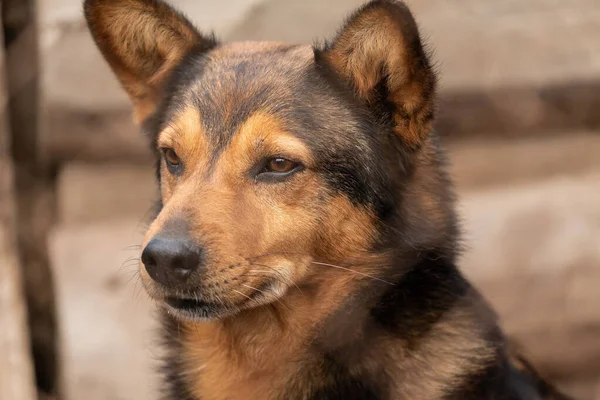 Άστεγο σκυλί σε ένα καταφύγιο για σκύλους — Φωτογραφία Αρχείου